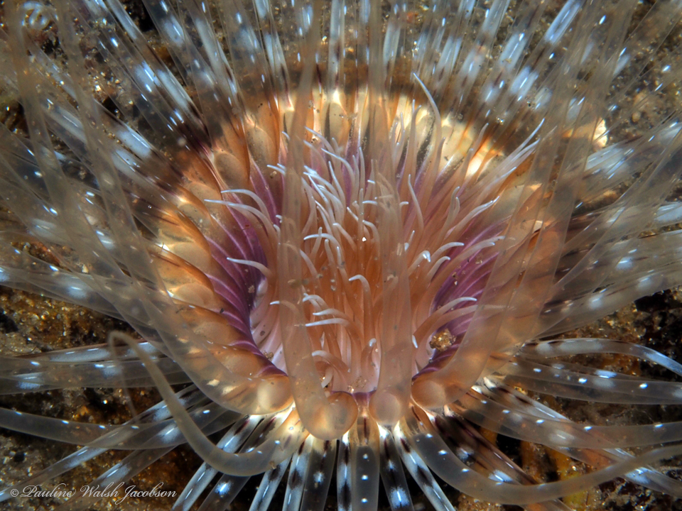 American tube-dwelling anemone