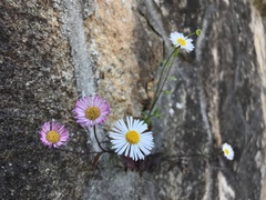 Erigeron karvinskianus
