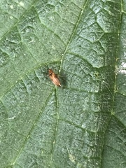 Anaspis maculata