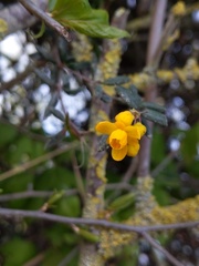 Berberis × stenophylla