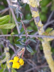 Berberis × stenophylla
