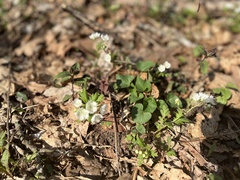 Phacelia fimbriata