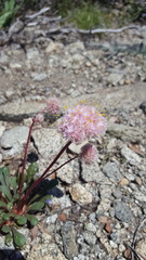 Calyptridium monospermum