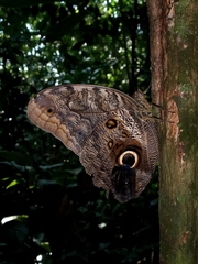 Caligo