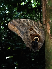 Caligo