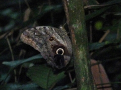 Caligo