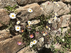 Erigeron karvinskianus