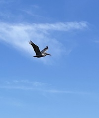 Pelecanus occidentalis