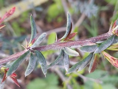 Berberis × stenophylla