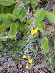 Berberis × stenophylla