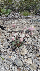 Calyptridium monospermum