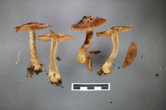 Cortinarius subcastanellus