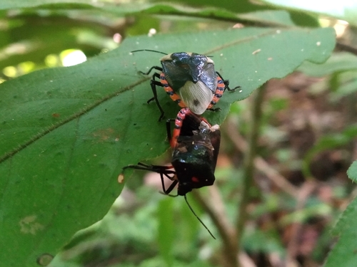 Vulsirea violacea