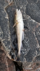 Microgadus tomcod