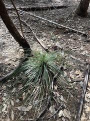 Xerophyllum tenax