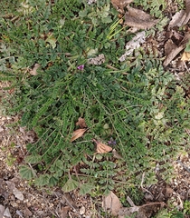 Biserrula pelecinus