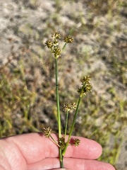 Juncus megacephalus