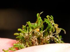 Crossocalyx hellerianus