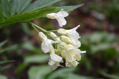 Cardamine kitaibelii