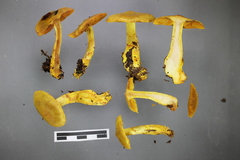 Cortinarius canarius