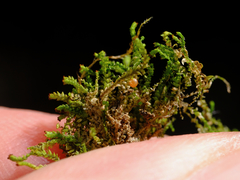 Crossocalyx hellerianus