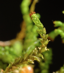 Crossocalyx hellerianus