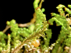 Crossocalyx hellerianus