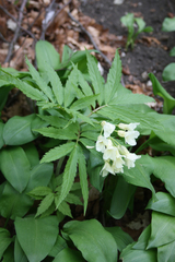 Cardamine kitaibelii