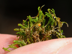 Crossocalyx hellerianus