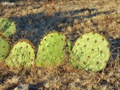 Opuntia rastrera