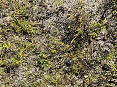 Juncus megacephalus