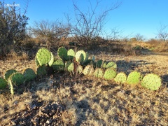 Opuntia rastrera