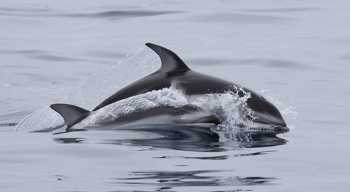 Pacific White-sided Dolphin