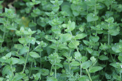 Veronica crista-galli