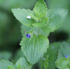 Veronica crista-galli