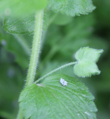 Veronica crista-galli