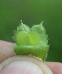Veronica crista-galli