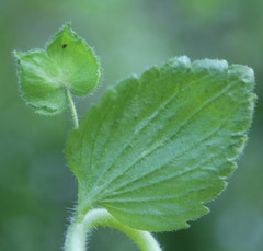 Veronica crista-galli