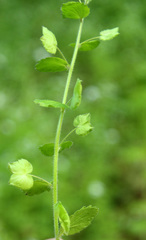Veronica crista-galli