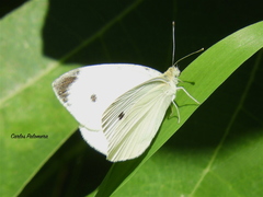 Pieris rapae rapae