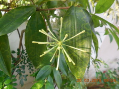 Dracaena surculosa