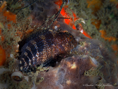 Hypleurochilus bermudensis