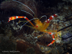 Stenopus scutellatus