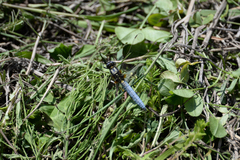 Orthetrum japonicum