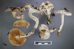 Cortinarius cretax