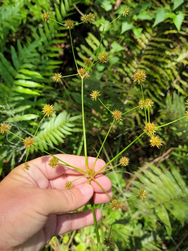 Image of Juncus paludosus by (c) Jay Horn, some rights reserved (CC BY)