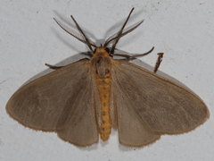 Pagara simplex