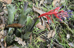 Billbergia