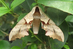 Smerinthus saliceti
