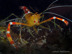 Stenopus scutellatus